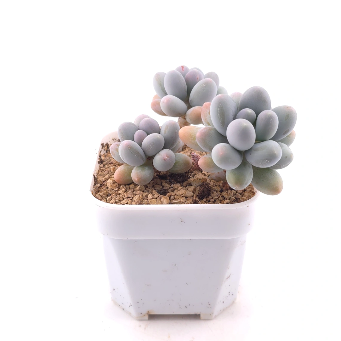 Pachyphytum 'Milk Beans' | 奶豆群 thumbnail 3
