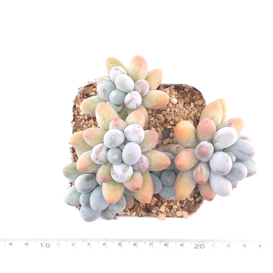 Pachyphytum 'Milk Beans' | 奶豆群 thumbnail 4