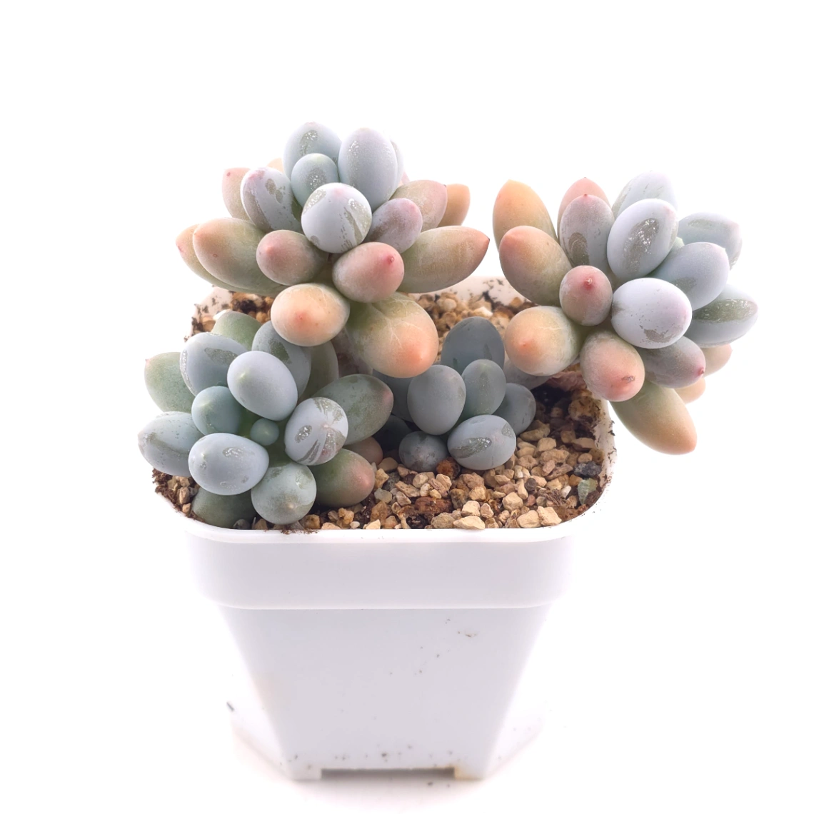 Pachyphytum 'Milk Beans' | 奶豆群 thumbnail 3