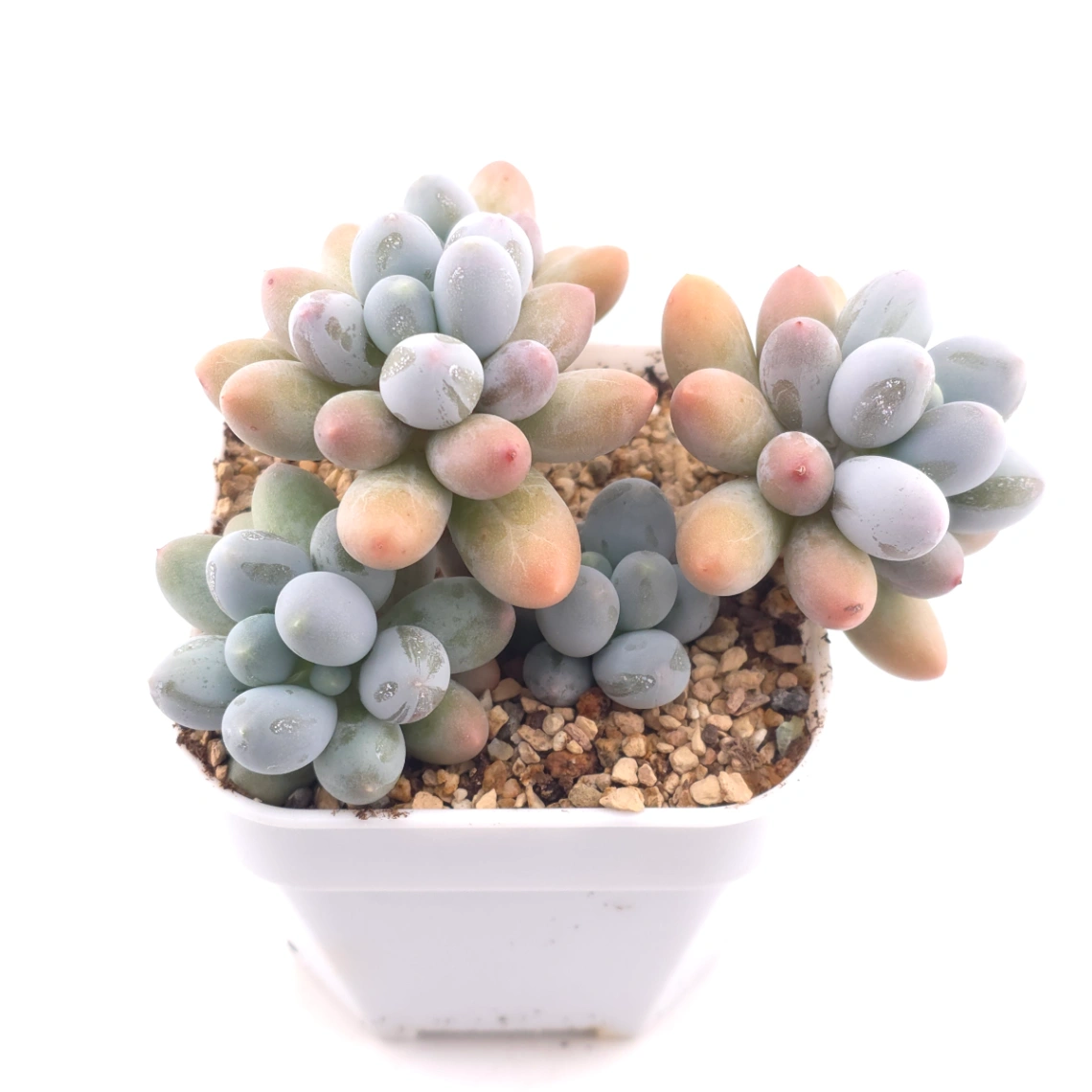 Pachyphytum 'Milk Beans' | 奶豆群 thumbnail 2