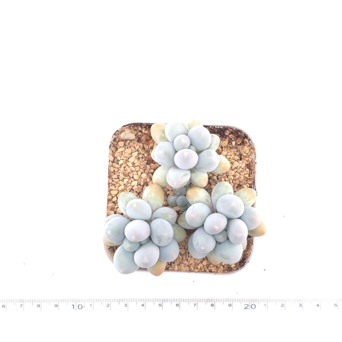 Pachyphytum 'Milk Beans' | 奶豆群 thumbnail 4