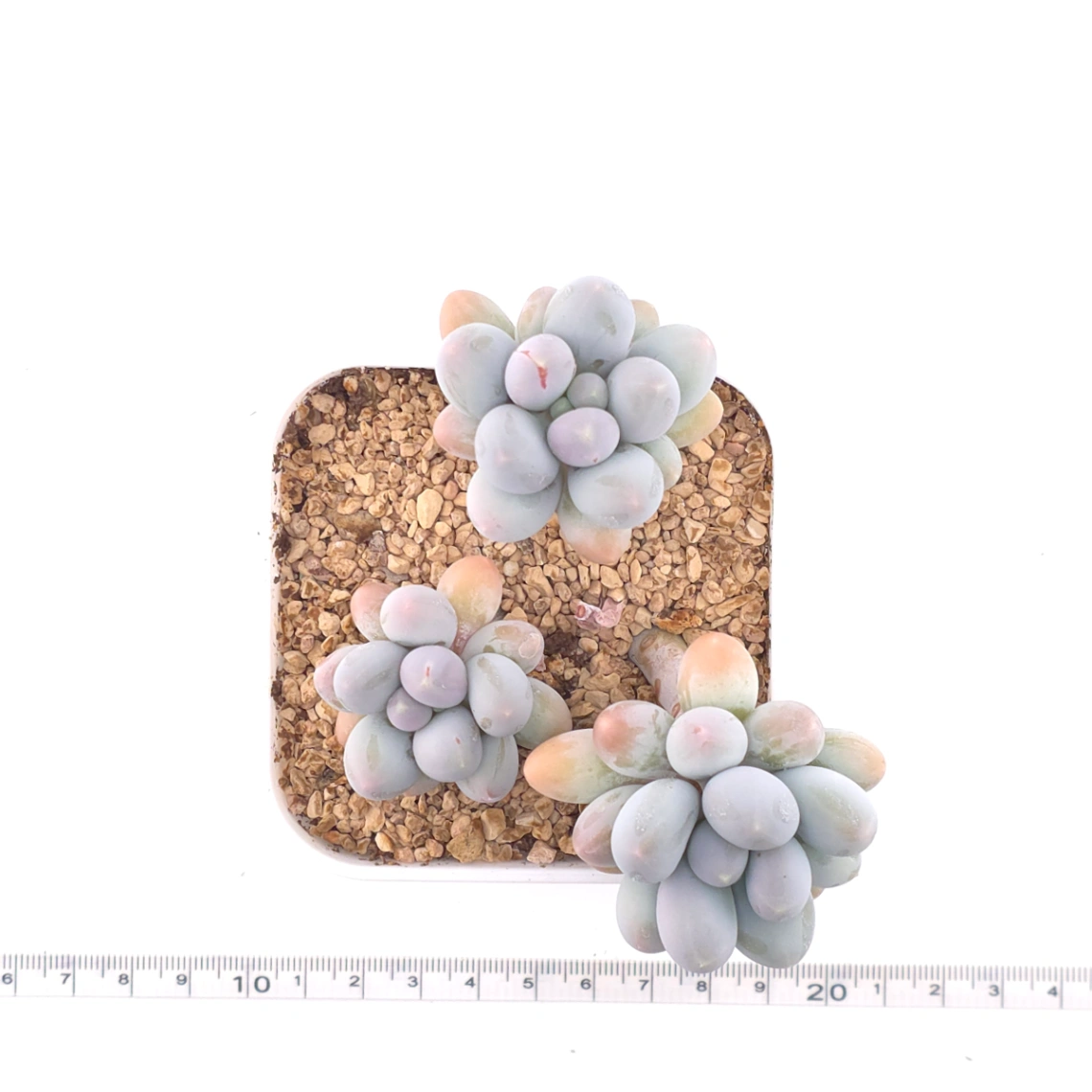 Pachyphytum 'Milk Beans' | 奶豆群 thumbnail 4