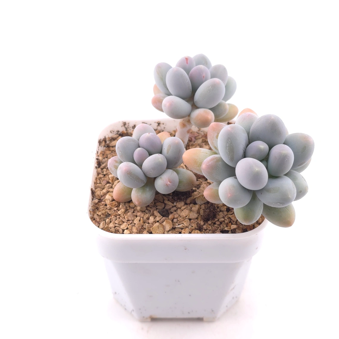 Pachyphytum 'Milk Beans' | 奶豆群 thumbnail 2