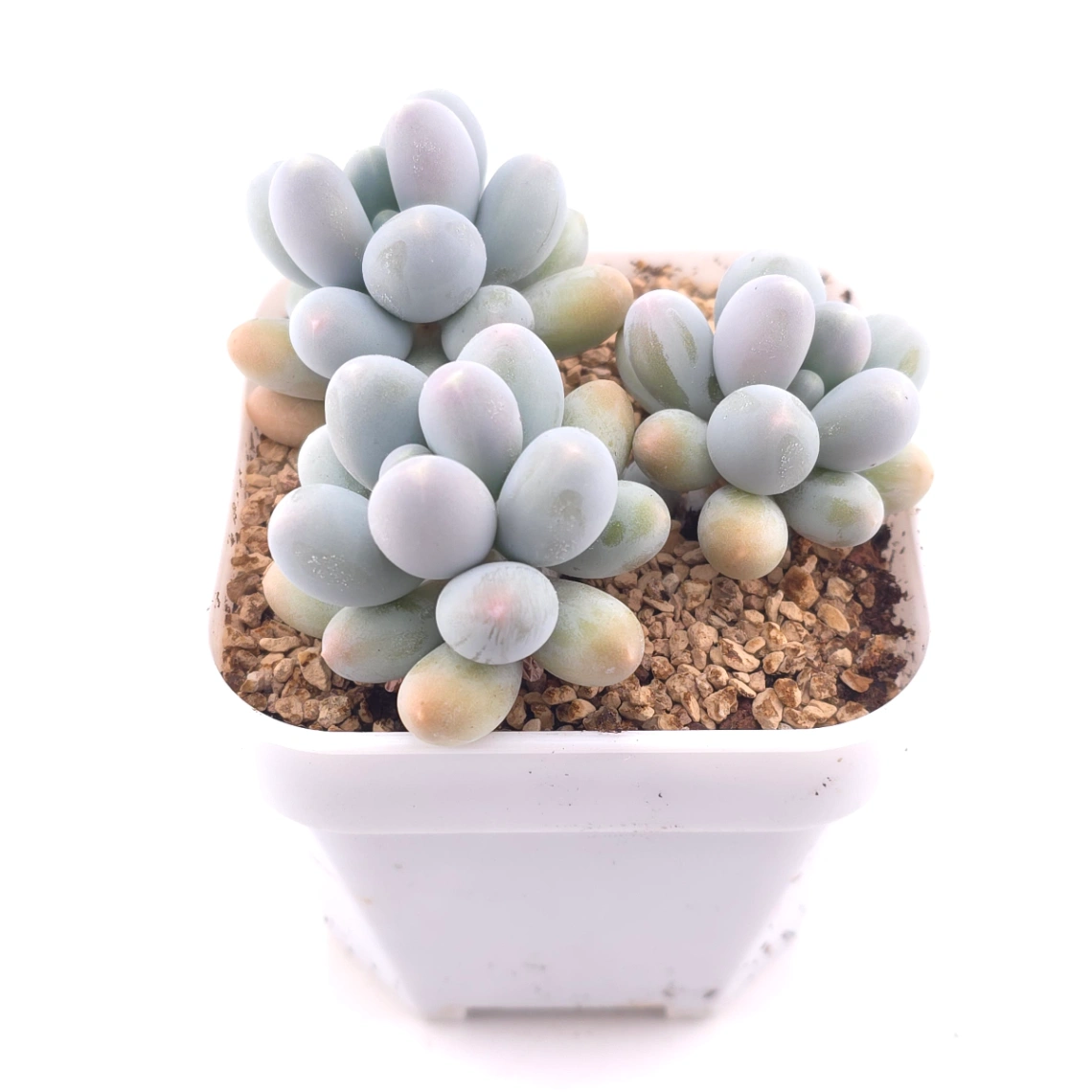 Pachyphytum 'Milk Beans' | 奶豆群 thumbnail 2
