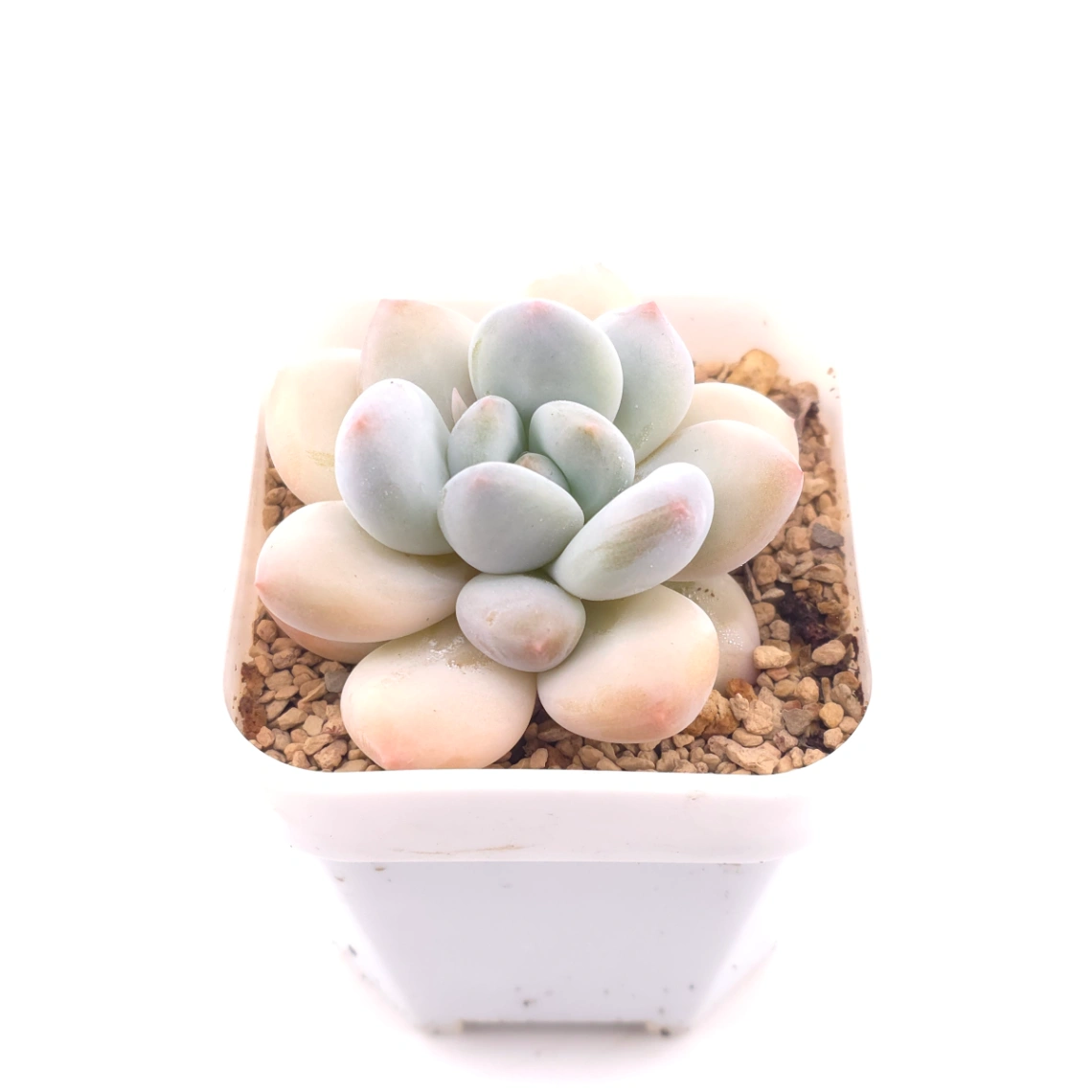 Pachyveria cv ‘Frevel’ | 弗雷費爾 thumbnail 2