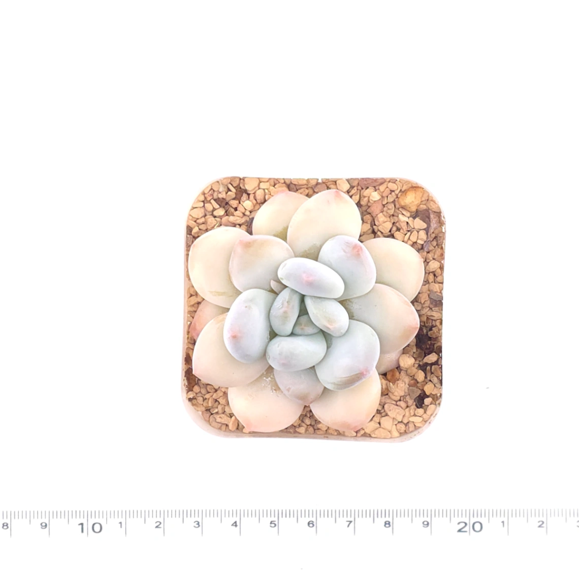 Pachyveria cv ‘Frevel’ | 弗雷費爾 thumbnail 4