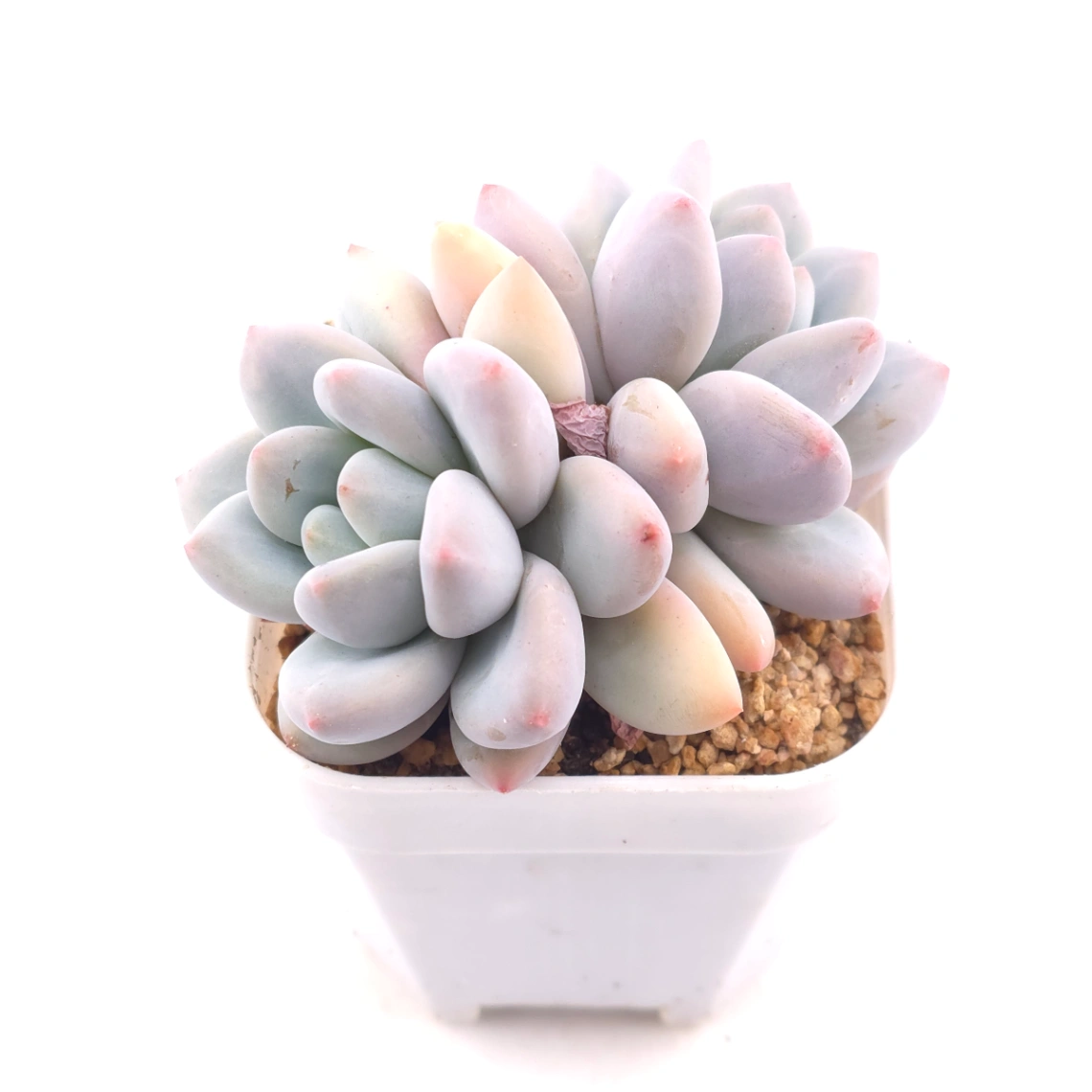 Pachyveria cv ‘Frevel’ | 弗雷費爾 thumbnail 2