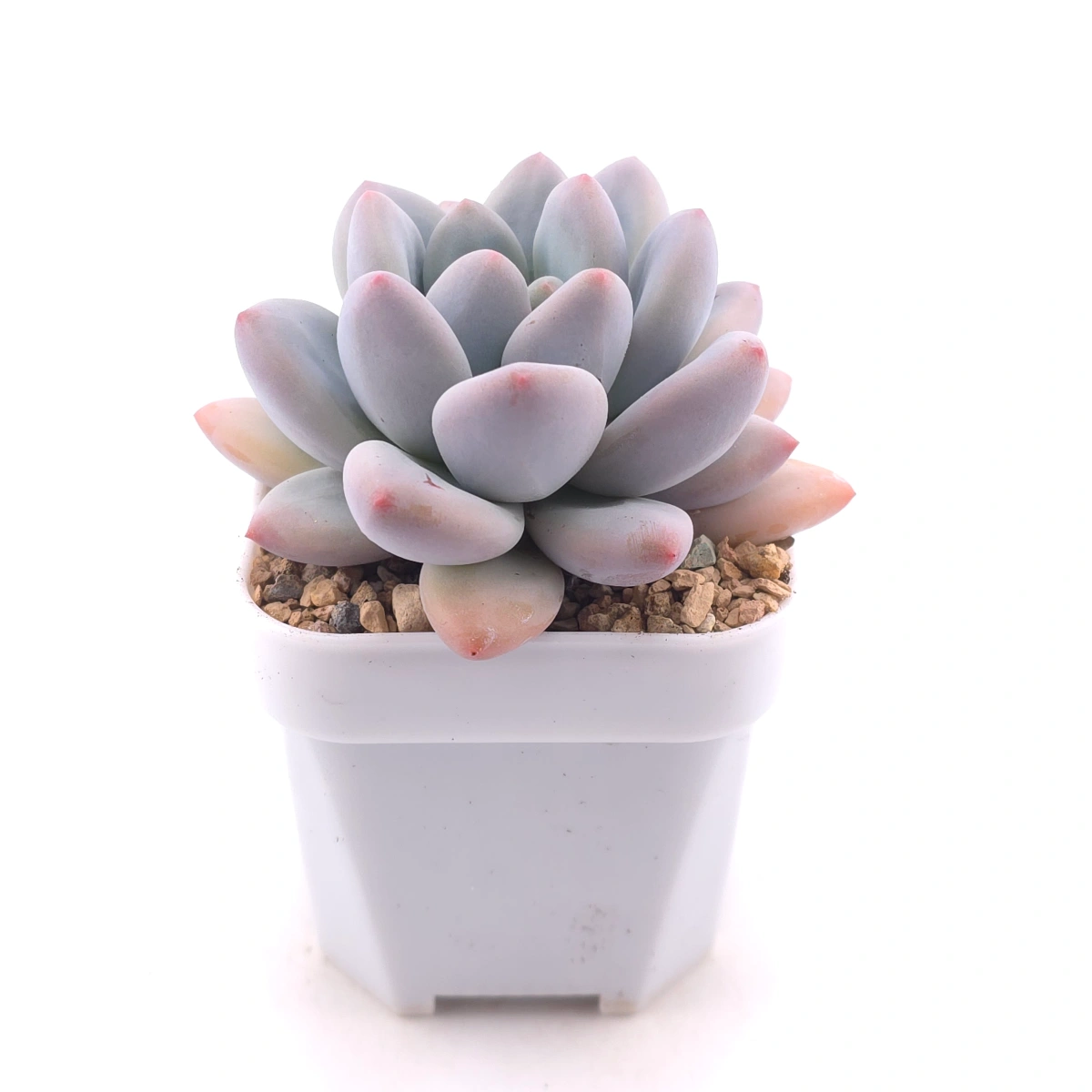 Pachyveria ‘Perfume’ | 香水 thumbnail 3