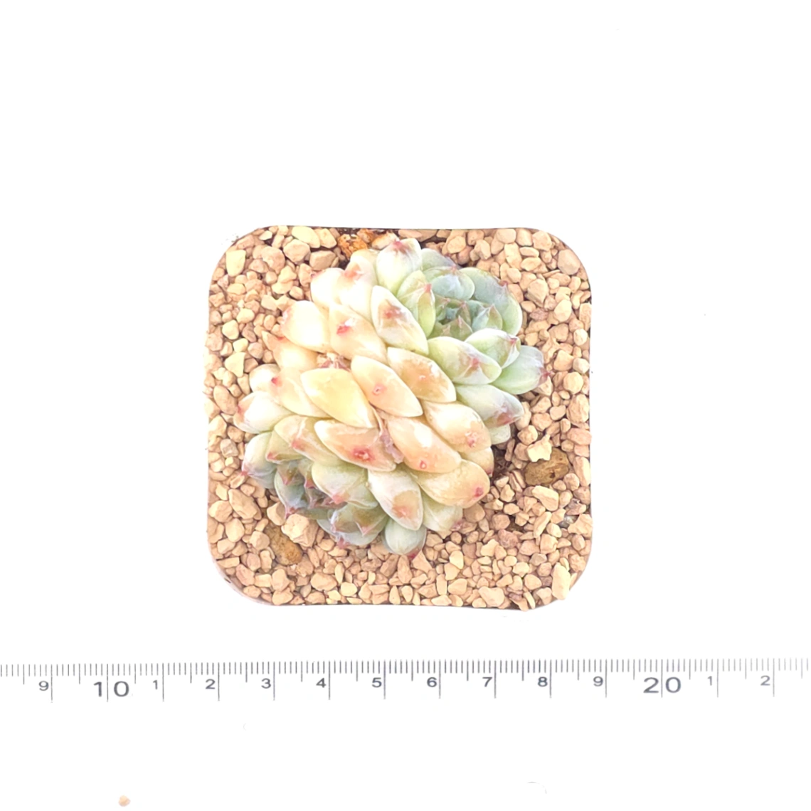 Echeveria 'Apis' | 蜜蜂 thumbnail 4