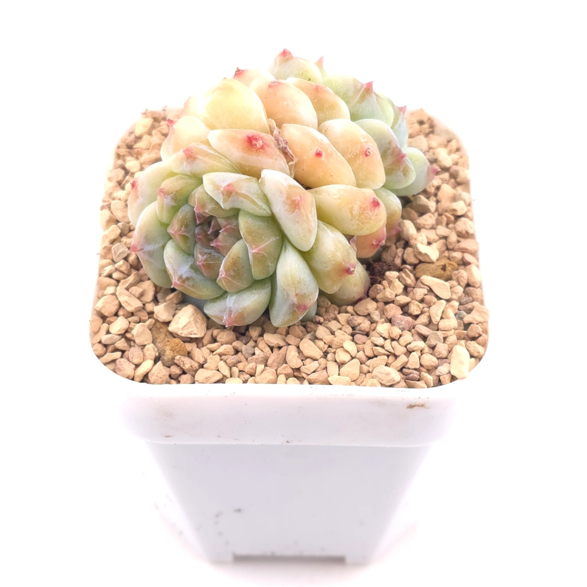 Echeveria 'Apis' | 蜜蜂 thumbnail 2
