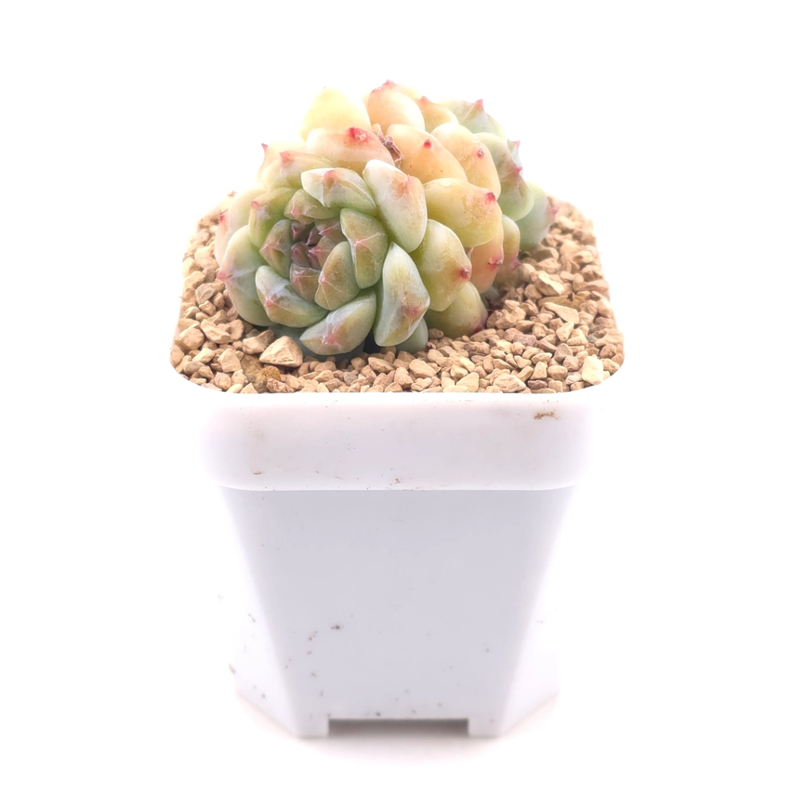 Echeveria 'Apis' | 蜜蜂 thumbnail 3