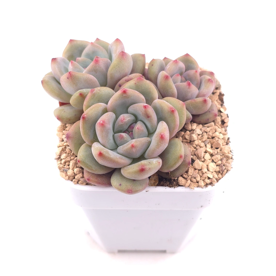 Echeveria 'Ariel' | 愛麗兒 thumbnail 2