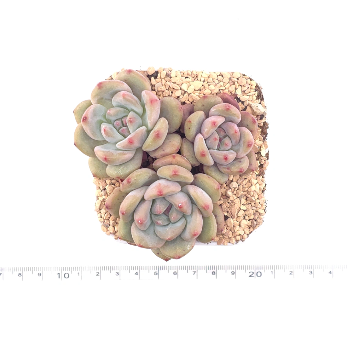 Echeveria 'Ariel' | 愛麗兒 thumbnail 4