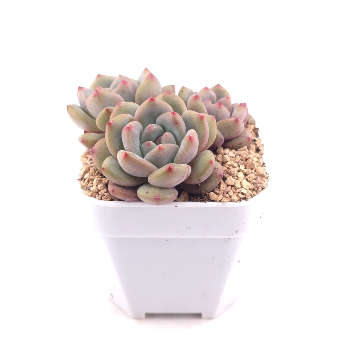 Echeveria 'Ariel' | 愛麗兒 thumbnail 3