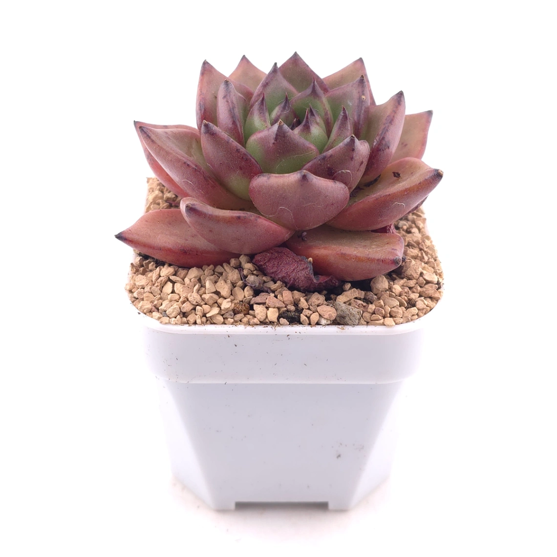 Echeveria 'Bao Zheng' | 包拯 thumbnail 3