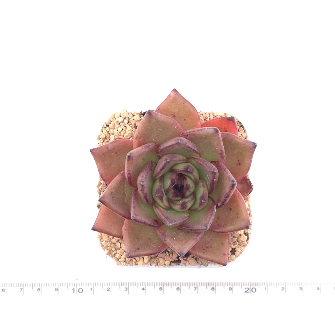 Echeveria 'Bao Zheng' | 包拯 thumbnail 4
