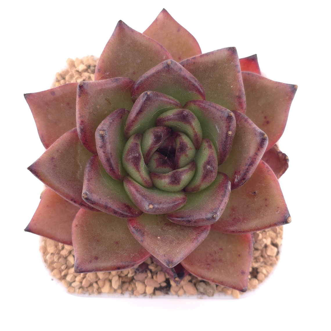 Echeveria 'Bao Zheng' | 包拯 - View 1