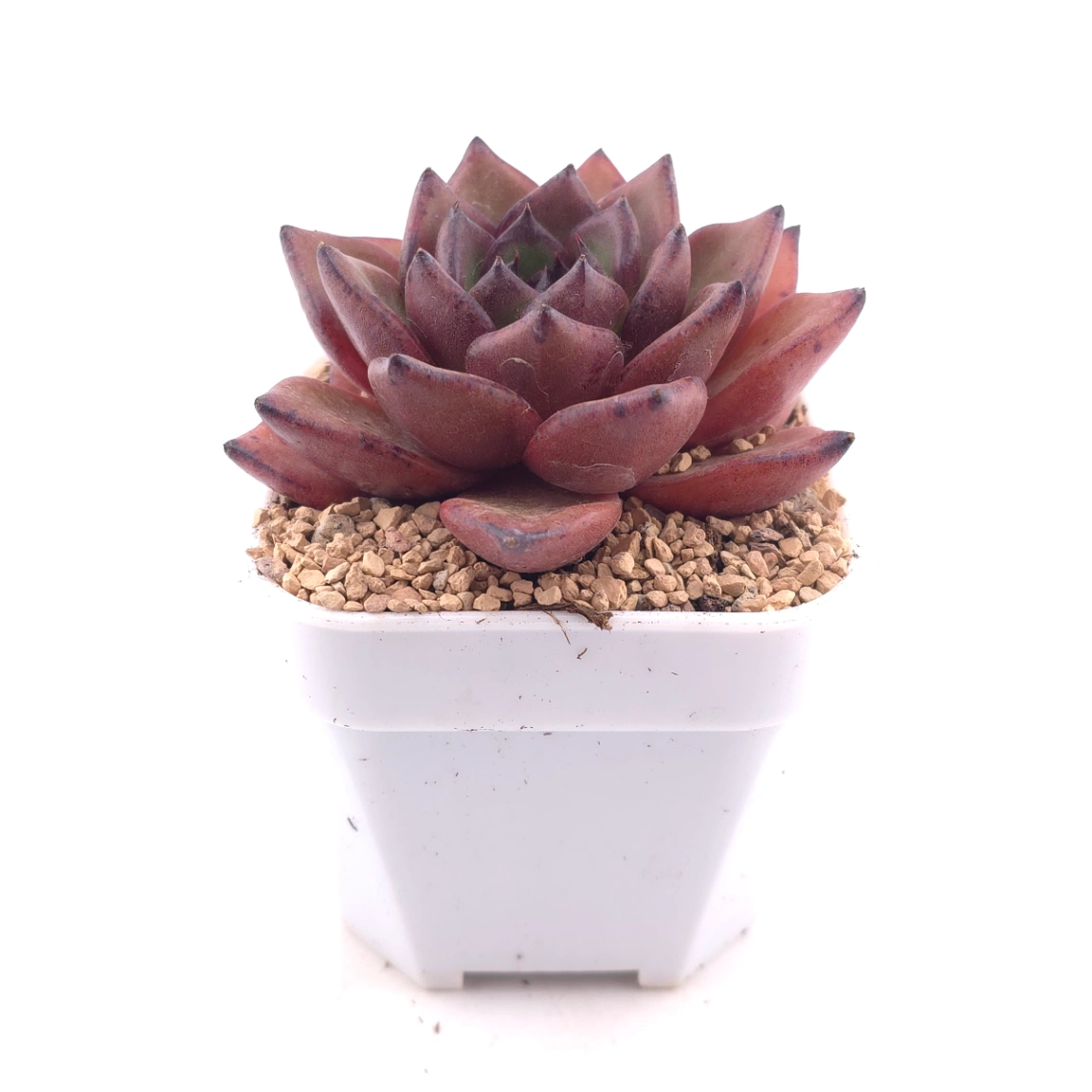 Echeveria 'Bao Zheng' | 包拯 thumbnail 3