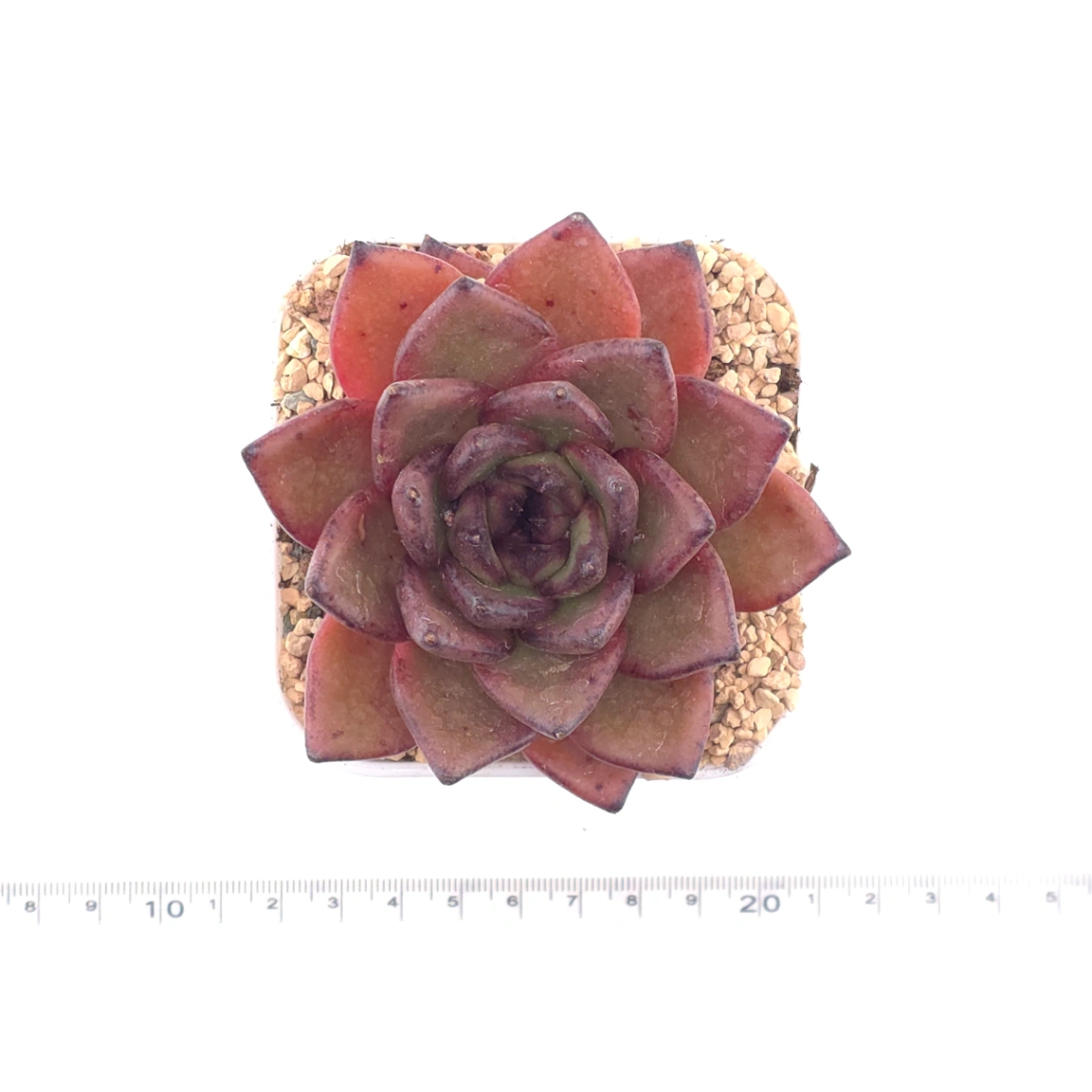 Echeveria 'Bao Zheng' | 包拯 thumbnail 4