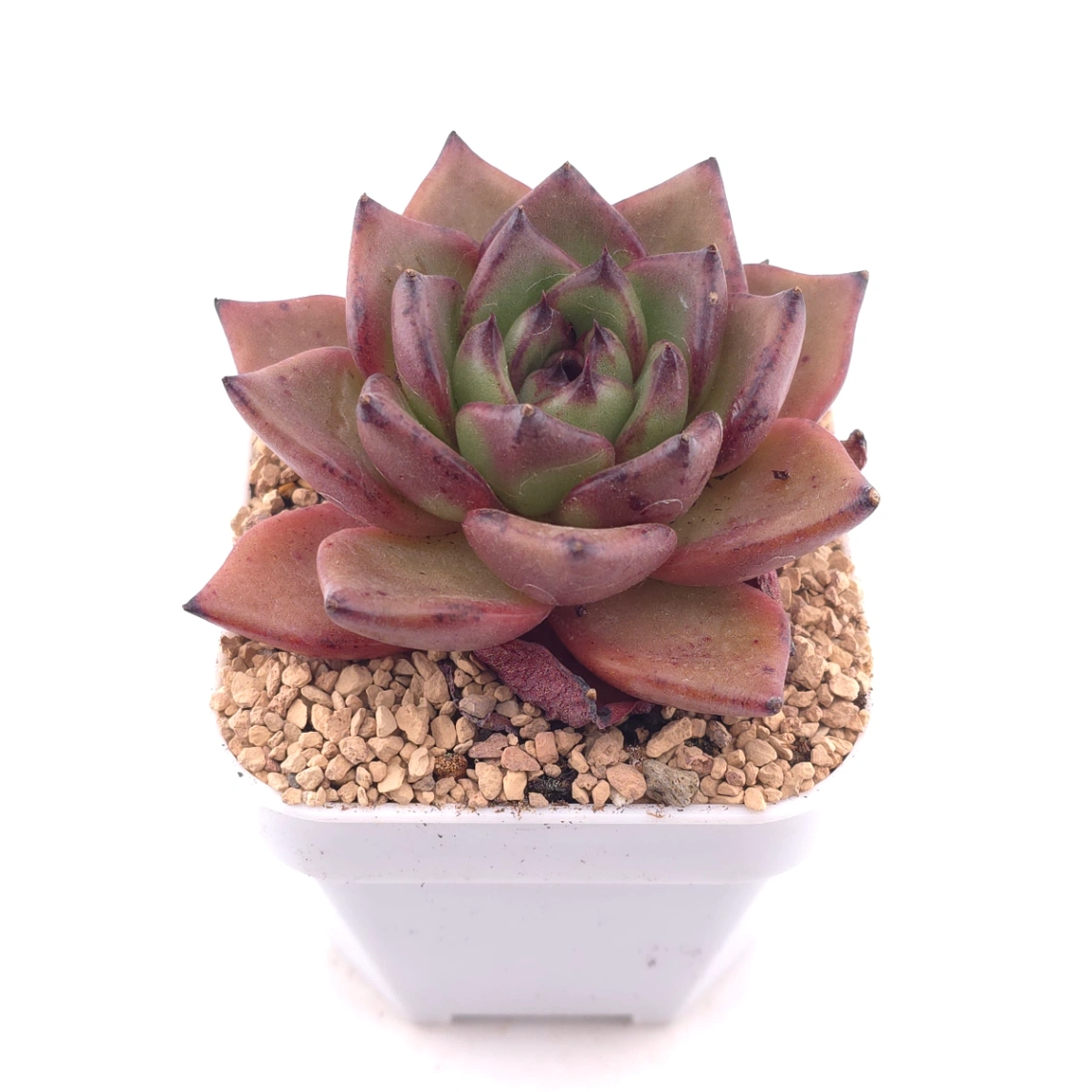 Echeveria 'Bao Zheng' | 包拯 thumbnail 2
