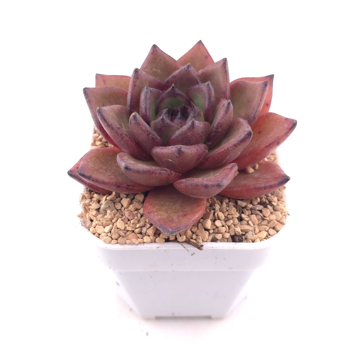 Echeveria 'Bao Zheng' | 包拯 thumbnail 2