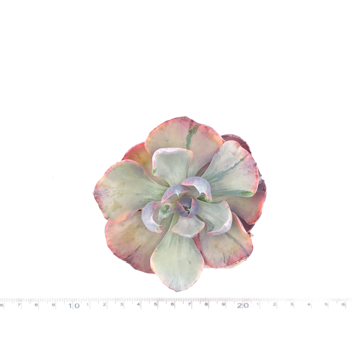 Echeveria ‘Beyonce’ variegated | 心之月錦 thumbnail 4