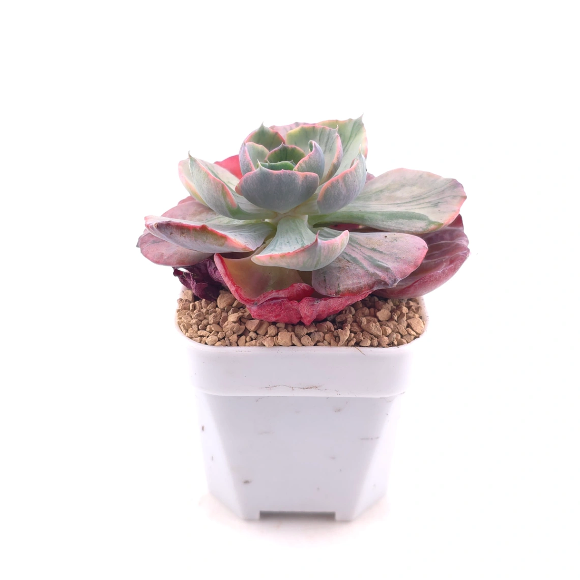 Echeveria ‘Beyonce’ variegated | 心之月錦 thumbnail 3