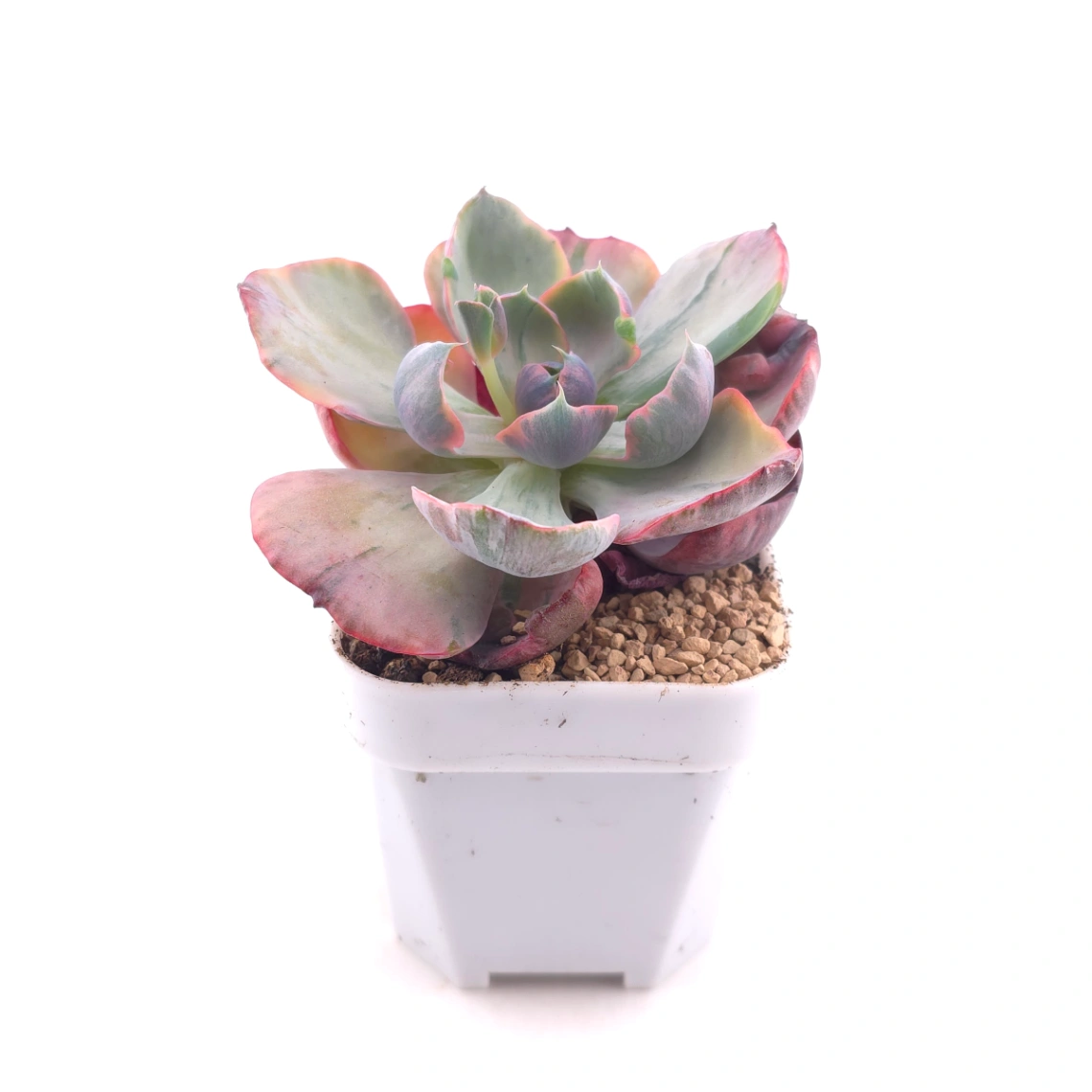 Echeveria ‘Beyonce’ variegated | 心之月錦 thumbnail 3