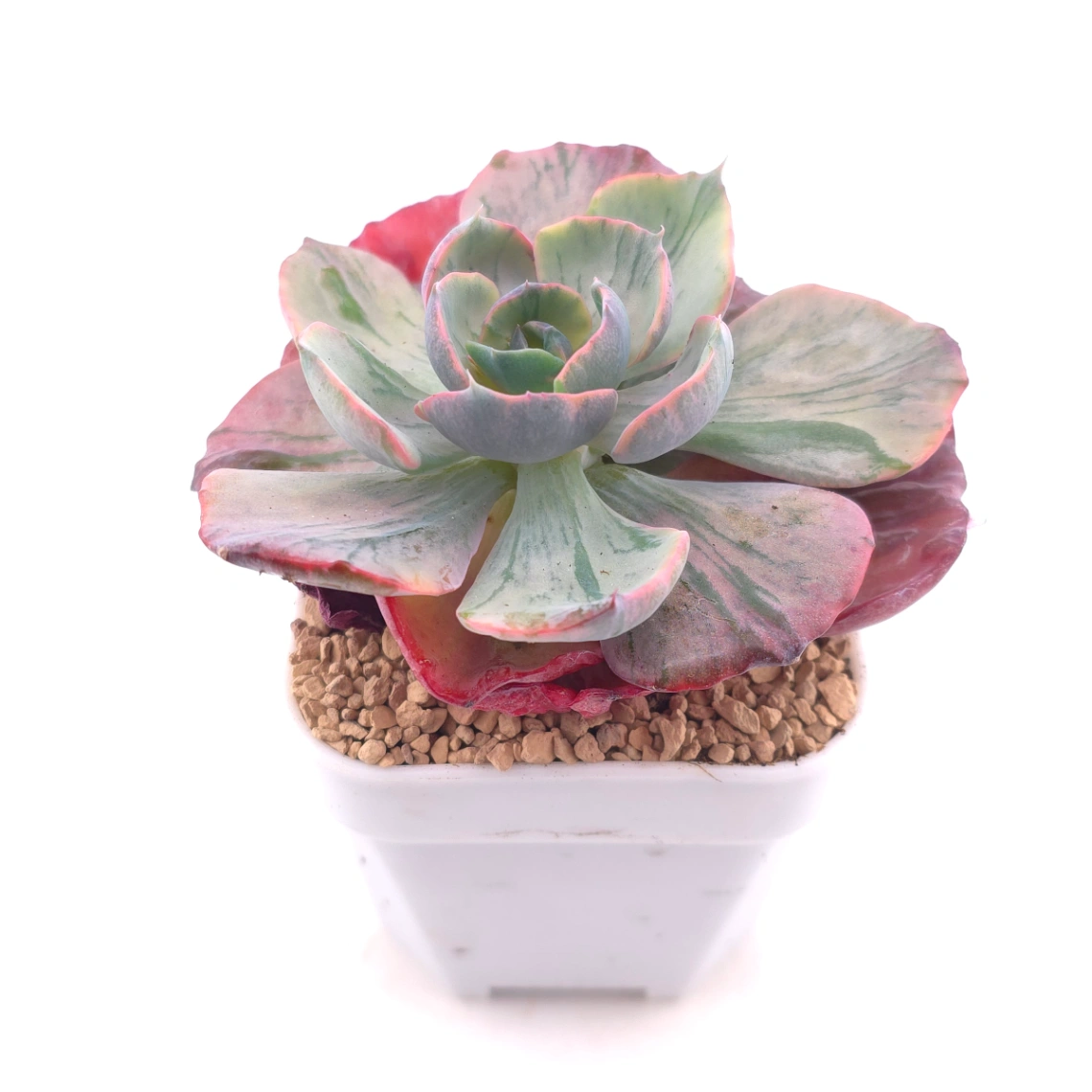 Echeveria ‘Beyonce’ variegated | 心之月錦 thumbnail 2