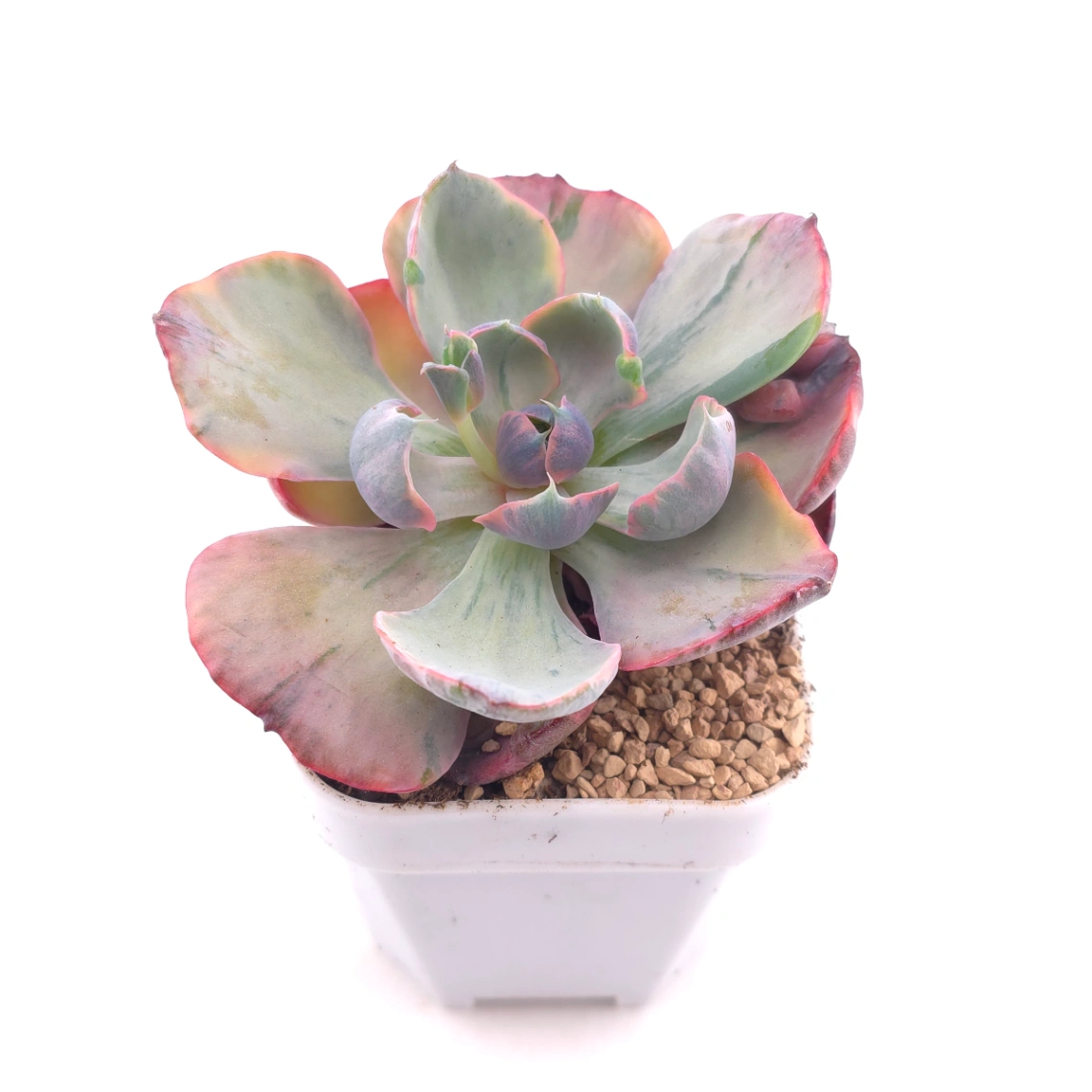 Echeveria ‘Beyonce’ variegated | 心之月錦 thumbnail 2