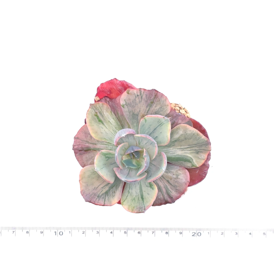 Echeveria ‘Beyonce’ variegated | 心之月錦 thumbnail 4