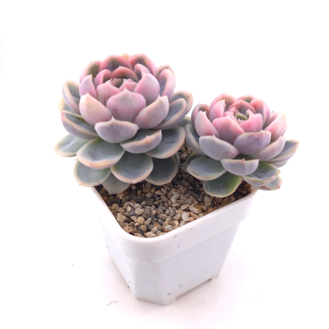 Echeveria ‘Blue Surprise’ variegated | 藍色驚起錦 thumbnail 2