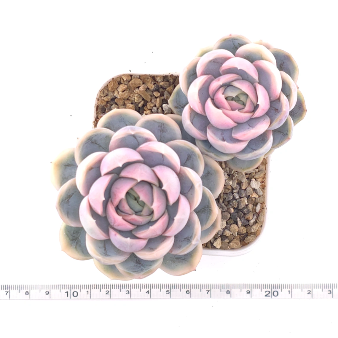 Echeveria ‘Blue Surprise’ variegated | 藍色驚起錦 thumbnail 4