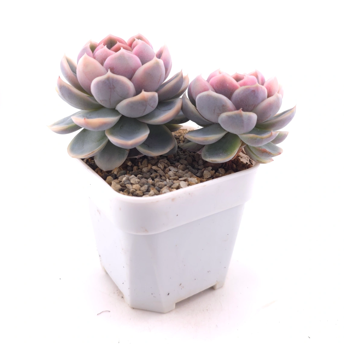 Echeveria ‘Blue Surprise’ variegated | 藍色驚起錦 thumbnail 3