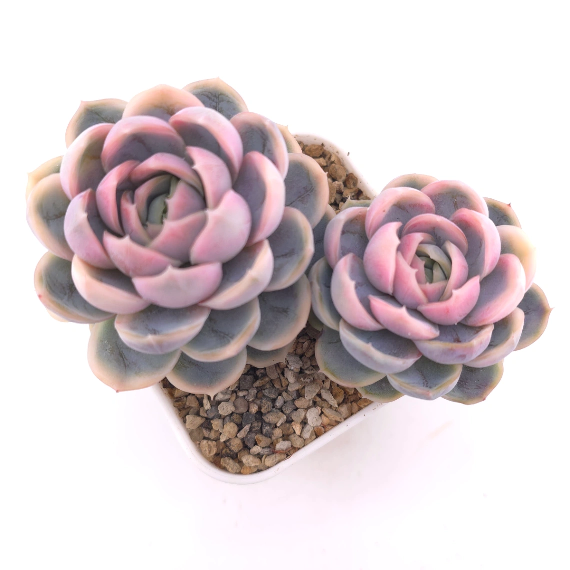 Echeveria ‘Blue Surprise’ variegated | 藍色驚起錦 - View 1