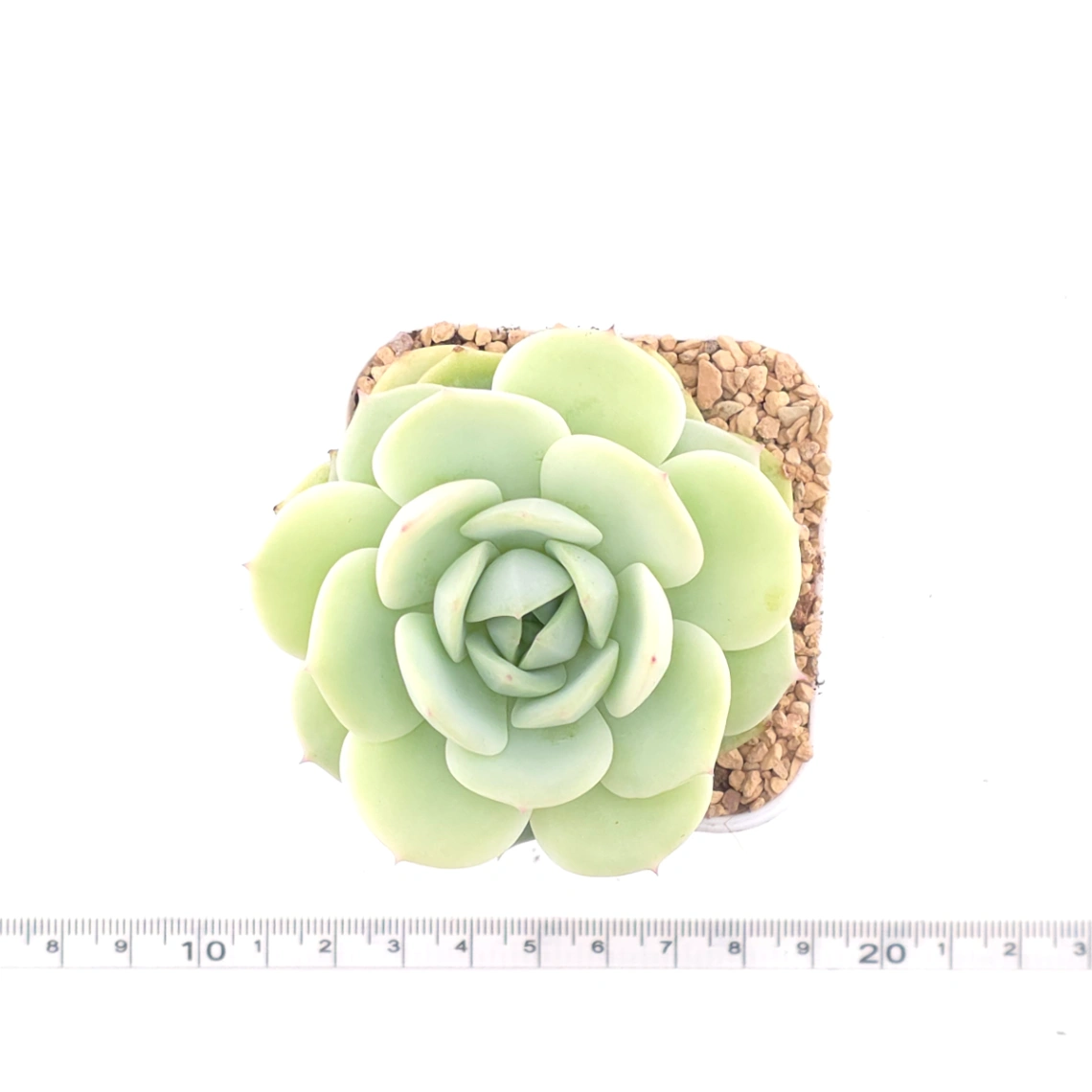 Echeveria 'Derenbergii' | 靜夜 thumbnail 4