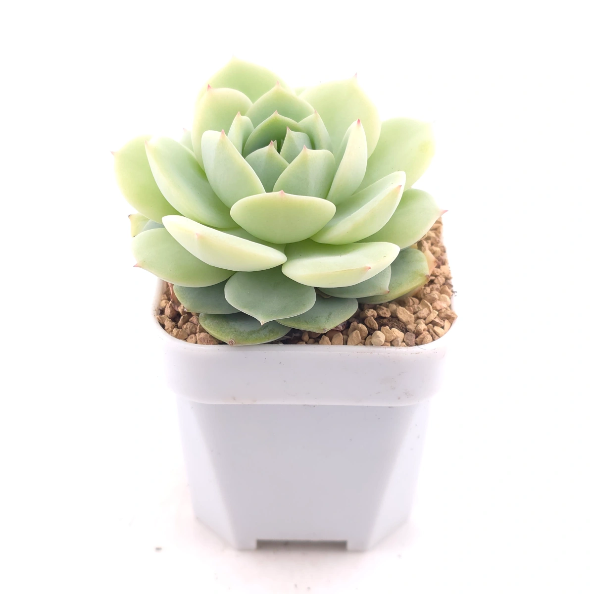 Echeveria 'Derenbergii' | 靜夜 thumbnail 3
