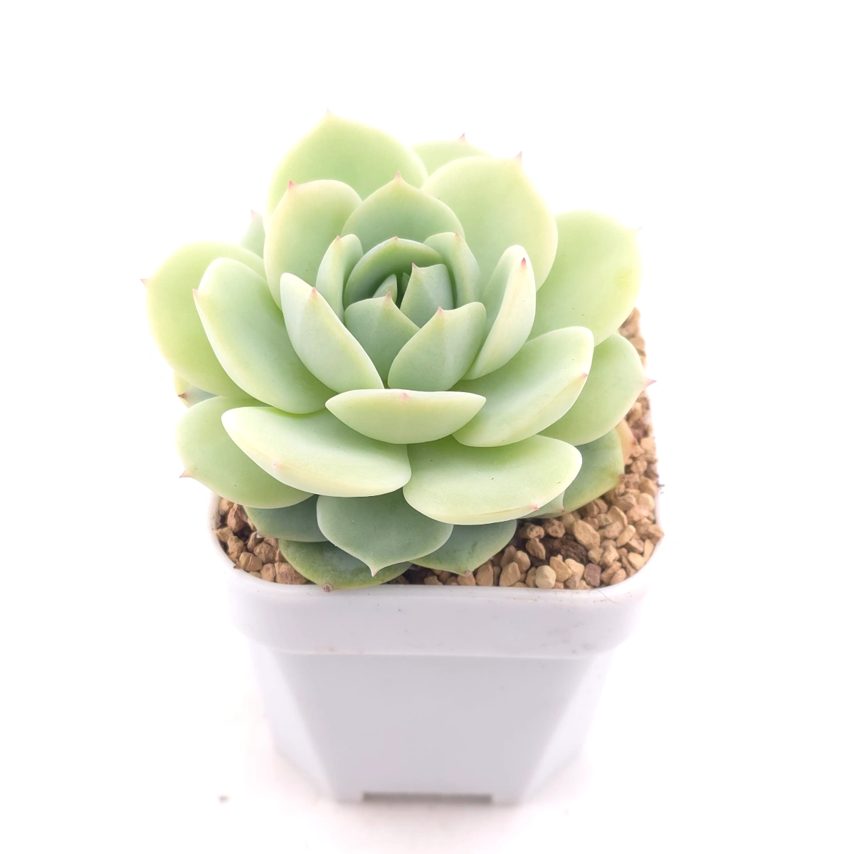 Echeveria 'Derenbergii' | 靜夜 thumbnail 2