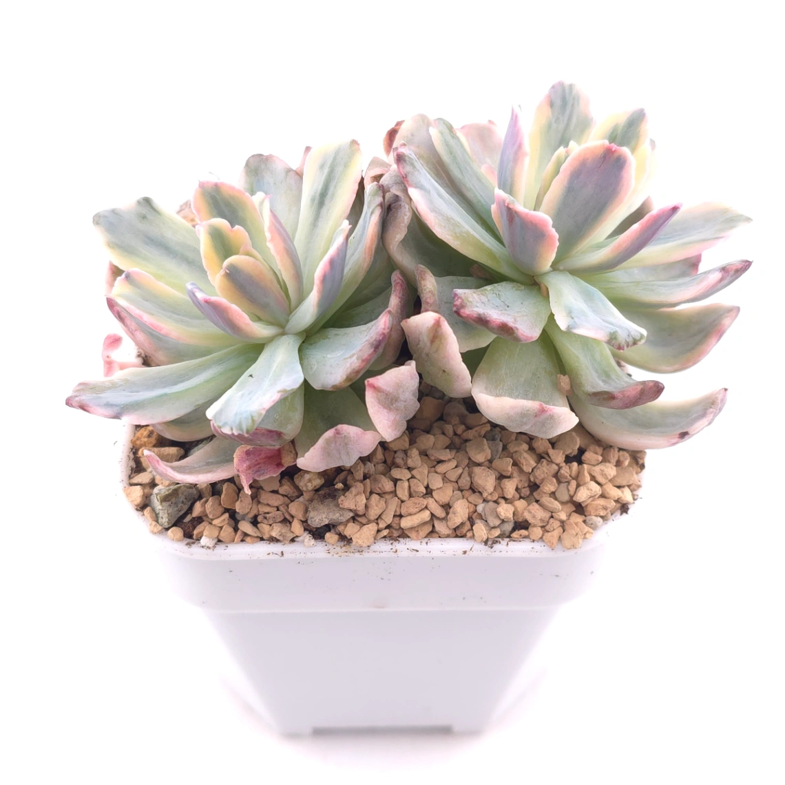 Echeveria ‘Holwayi’ variegated | 花車錦 thumbnail 2