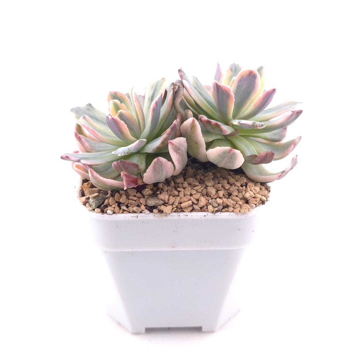 Echeveria ‘Holwayi’ variegated | 花車錦 thumbnail 3