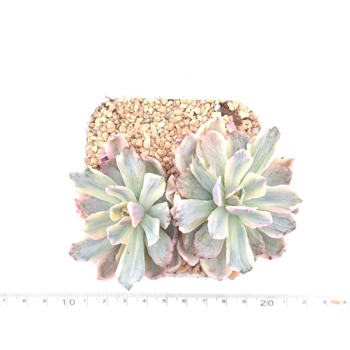Echeveria ‘Holwayi’ variegated | 花車錦 thumbnail 4