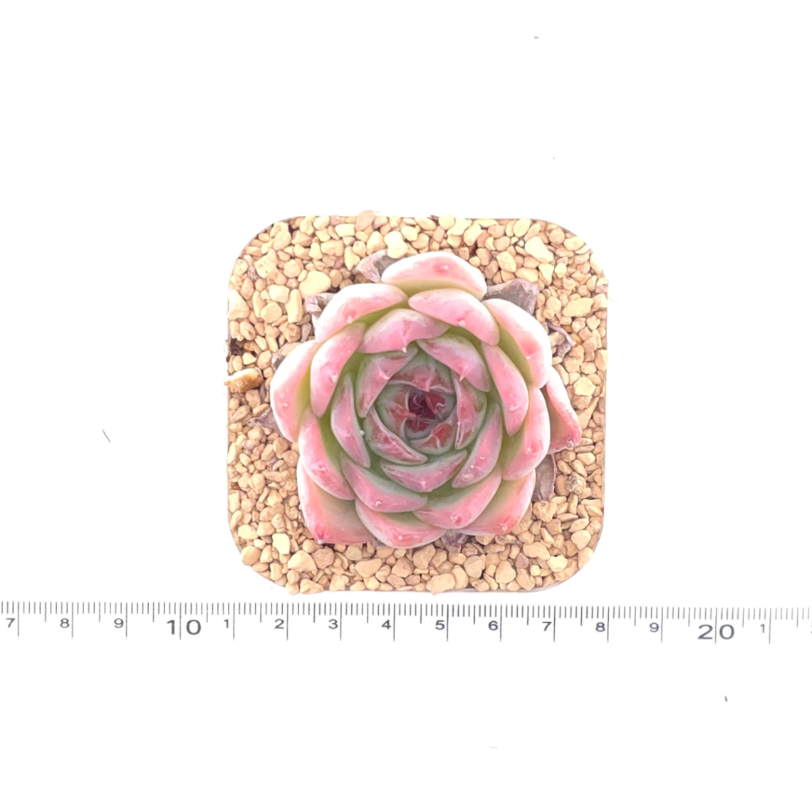 Echeveria ‘Honey Peach’ | 水蜜桃 thumbnail 4