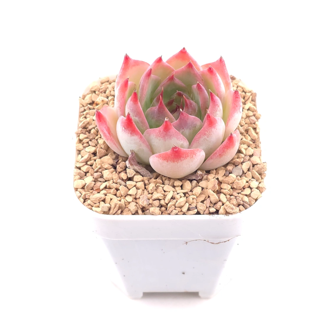 Echeveria ‘Honey Peach’ | 水蜜桃 thumbnail 2