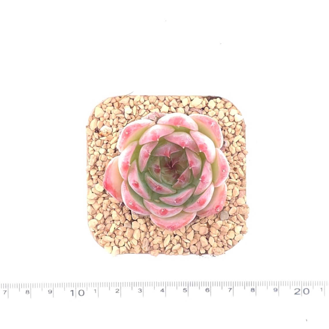 Echeveria ‘Honey Peach’ | 水蜜桃 thumbnail 4