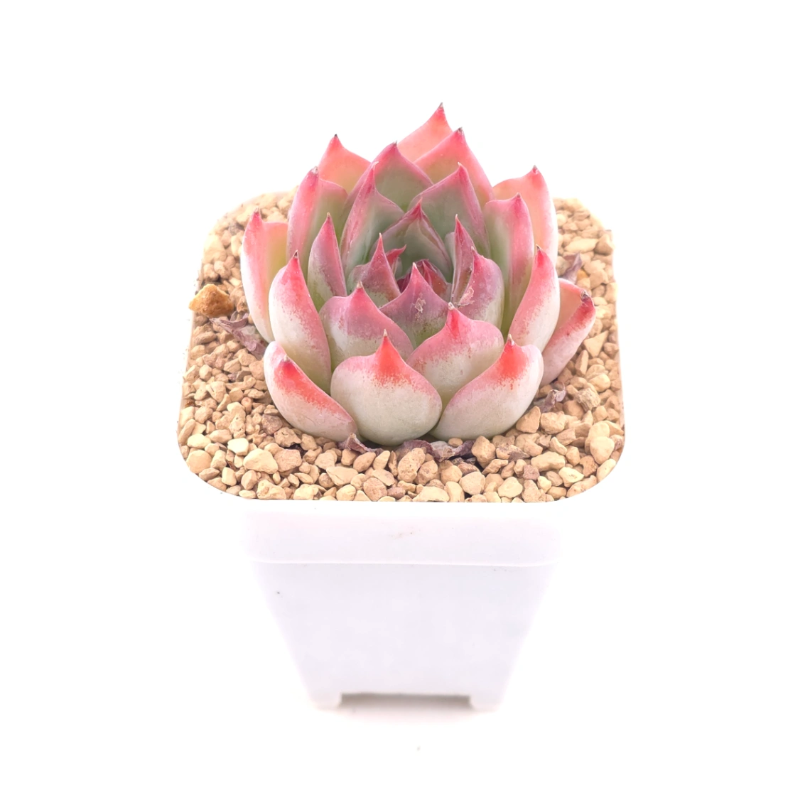 Echeveria ‘Honey Peach’ | 水蜜桃 thumbnail 2