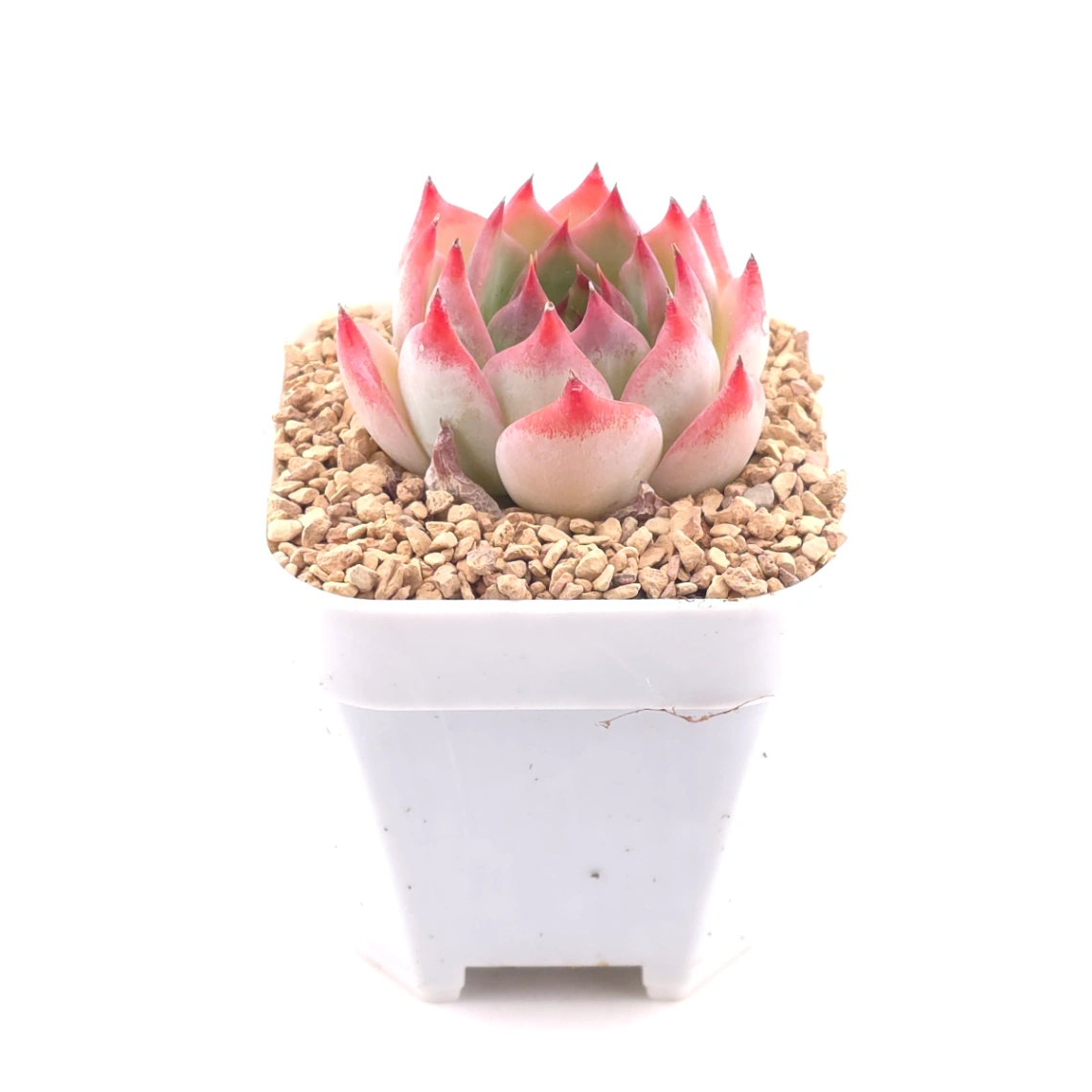 Echeveria ‘Honey Peach’ | 水蜜桃 thumbnail 3