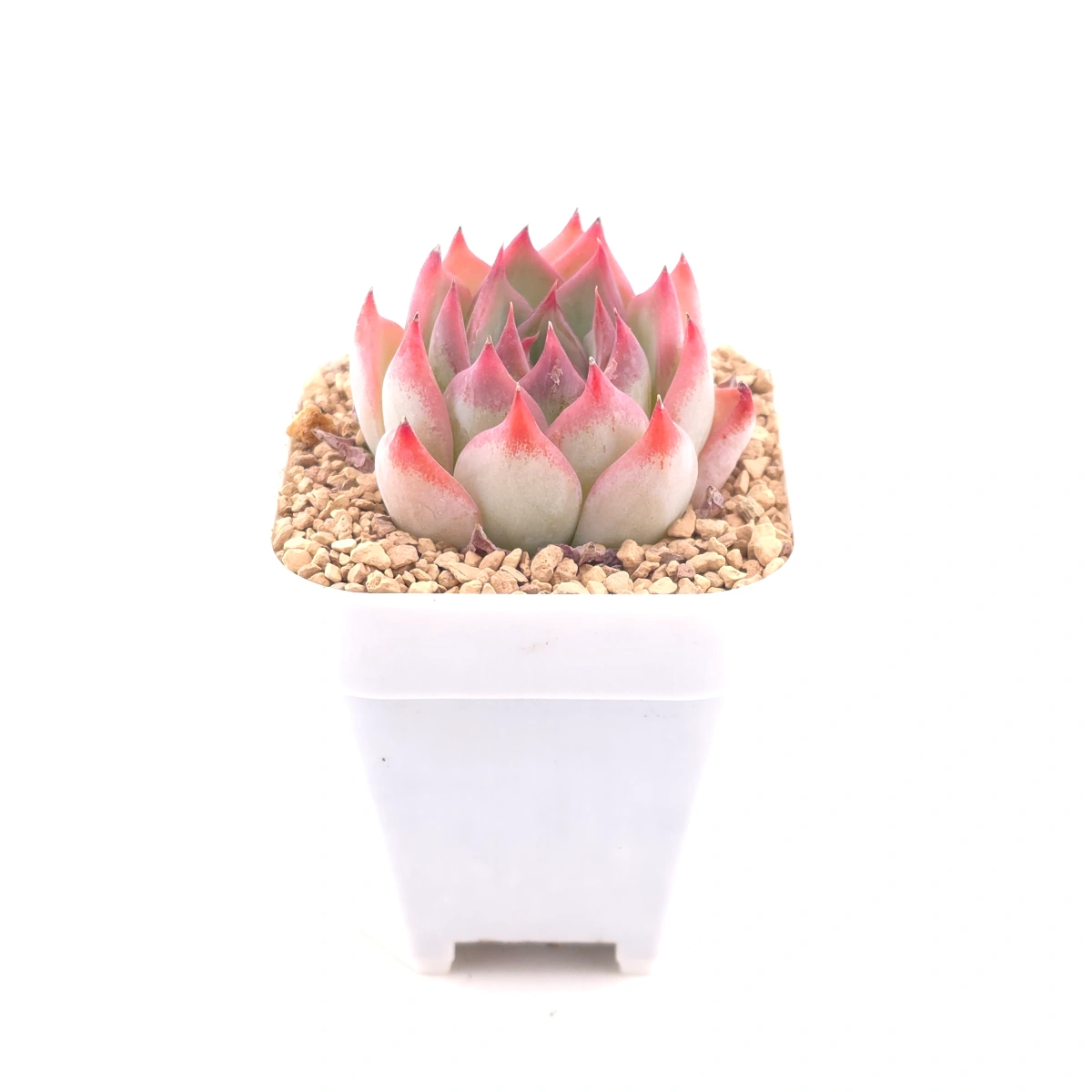 Echeveria ‘Honey Peach’ | 水蜜桃 thumbnail 3