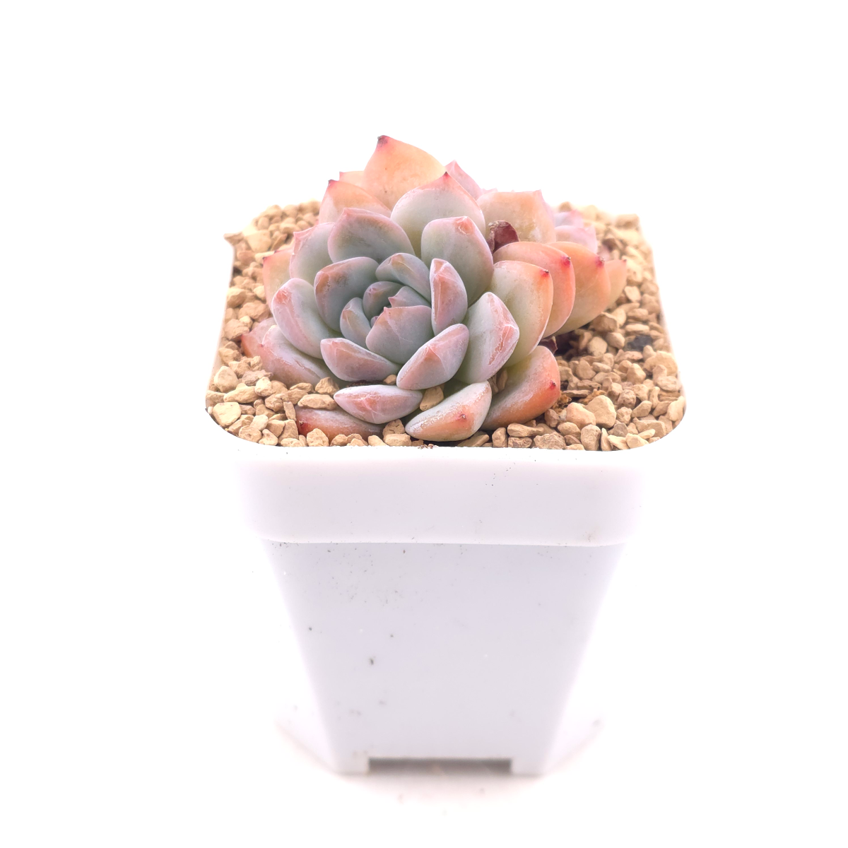 Echeveria ‘Ice Mountain’ | 冰山美人 thumbnail 3