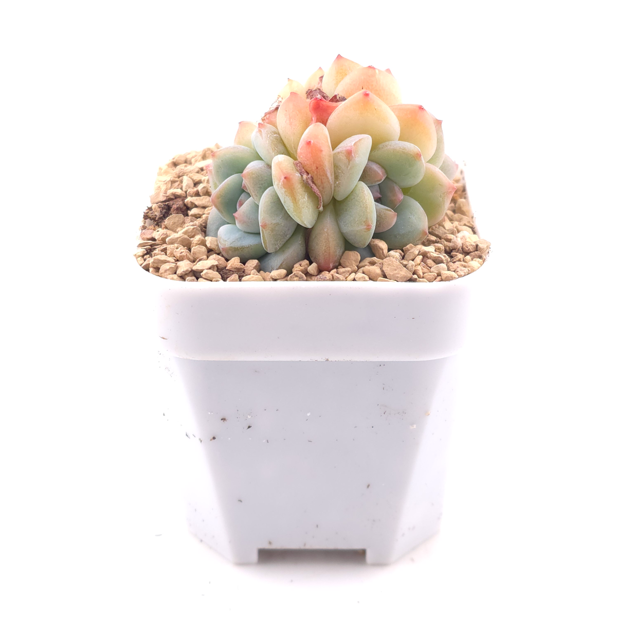 Echeveria ‘Ice Mountain’ | 冰山美人 thumbnail 3