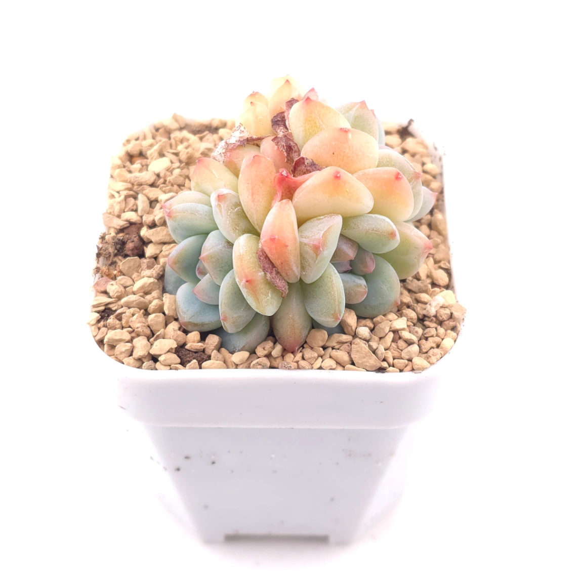 Echeveria ‘Ice Mountain’ | 冰山美人 thumbnail 2